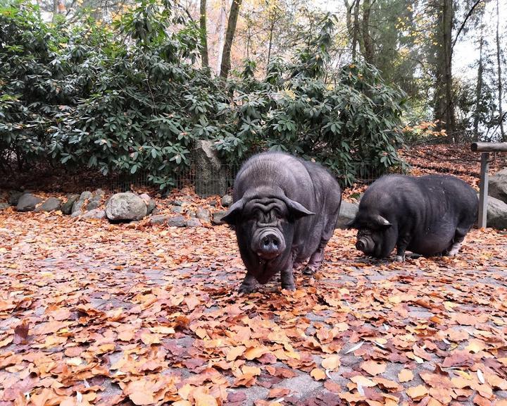 Wildpark-Restaurant Schwarze Berge